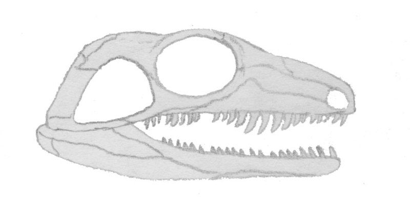 File:Aerosaurus.jpg