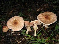 Agaricus placomyces