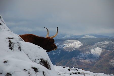 Cachena Cow in Ancares