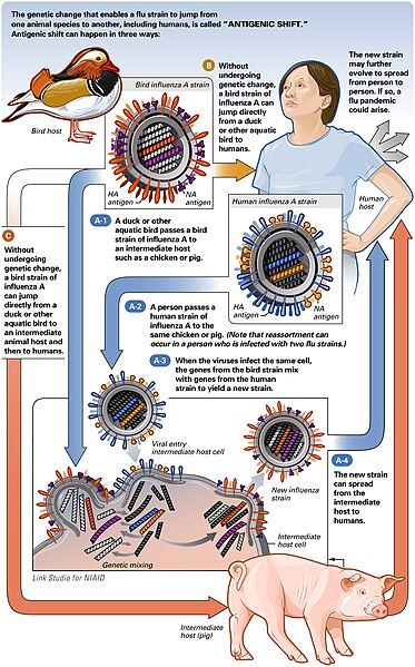 File:AntigenicShift HiRes.jpg