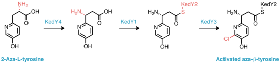 Proposed biosynthesis of the activated aza-β-tyrosine subunit.