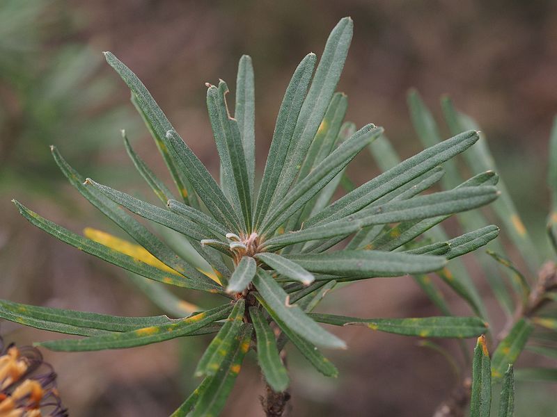 File:Banksia neoanglica leaves.jpg