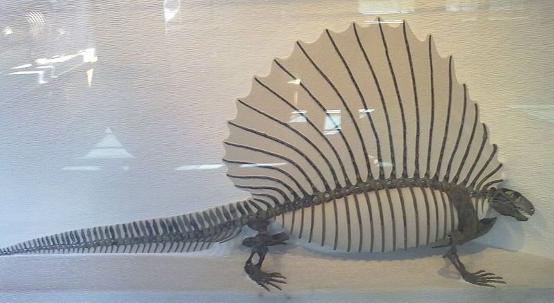 File:Boston Edaphosaurus.jpg