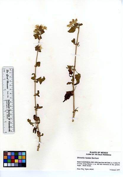 File:Brickellia hastata (6193198845).jpg