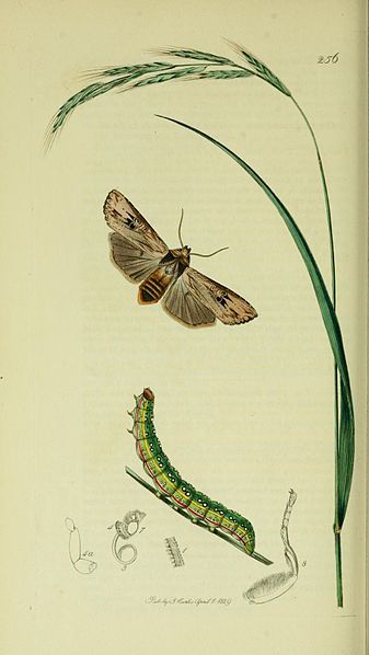 File:Britishentomologyvolume5Plate256.jpg