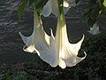 Brugmansia ×candida