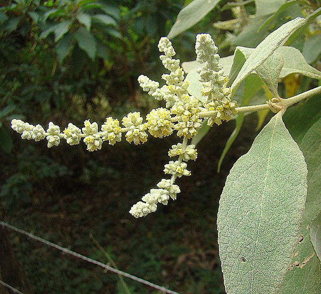 File:Buddleja americana (11651195096).jpg