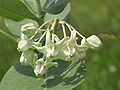 Calotropis gigantea close-up