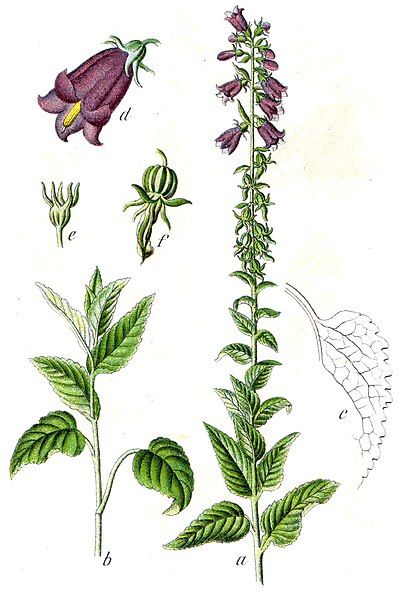 File:Campanula bononiensis Sturm59.jpg