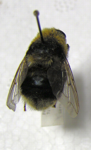 File:Cephenemyia ulrichii.png