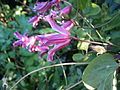 Clematis viticella cultivar