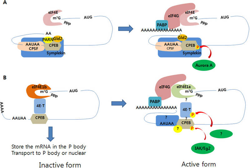 File:Closed-loop mRNA regulation.png