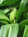 Colchicum autumnale pods