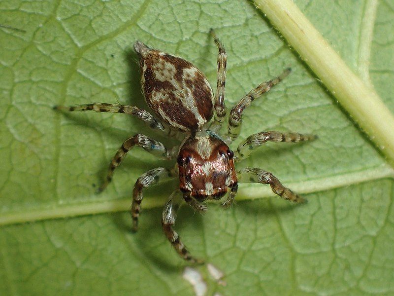 File:Compsodecta 02.jpg