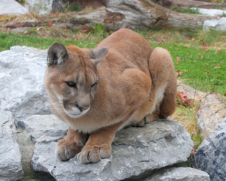 File:Cougar 25.jpg