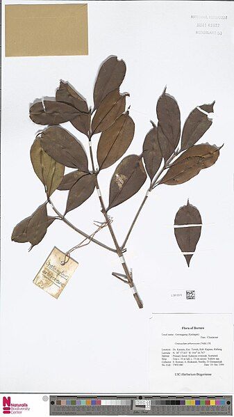 File:Cratoxylum arborescens.jpg