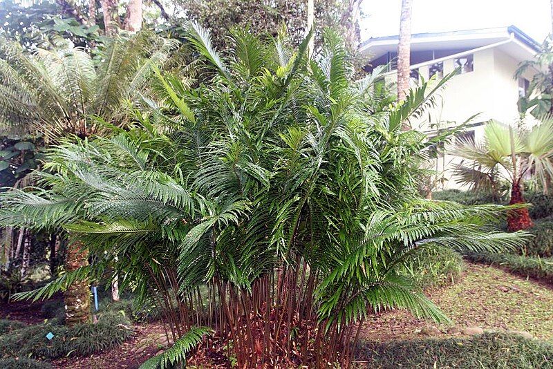 File:Cycas repanda 10zz.jpg