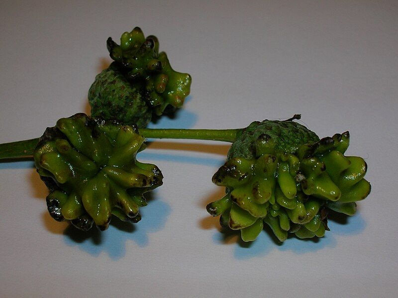 File:Developing Knopper galls.JPG