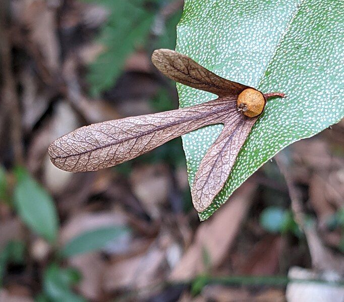 File:Engelhardia roxburghiana 152636058.jpg