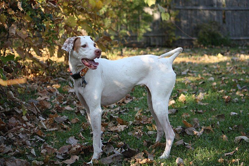 File:English Pointer 001.jpg