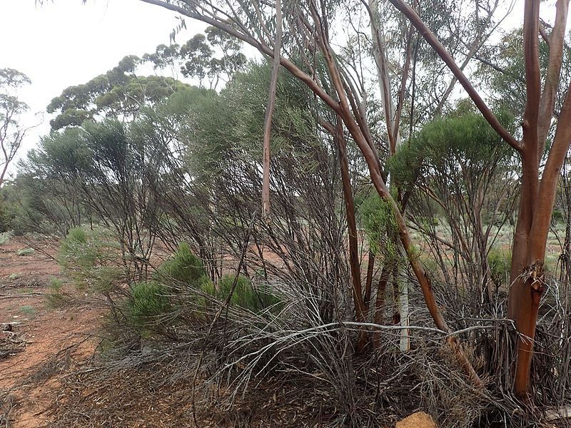 File:Eremophila dempsteri (habit).jpg