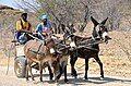 Bergdamara mit Eselskarre in Namibia