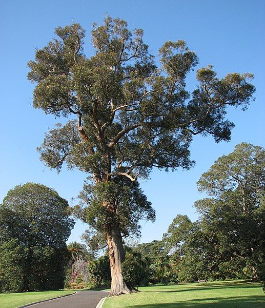 File:Eucalyptus muelleriana.jpg