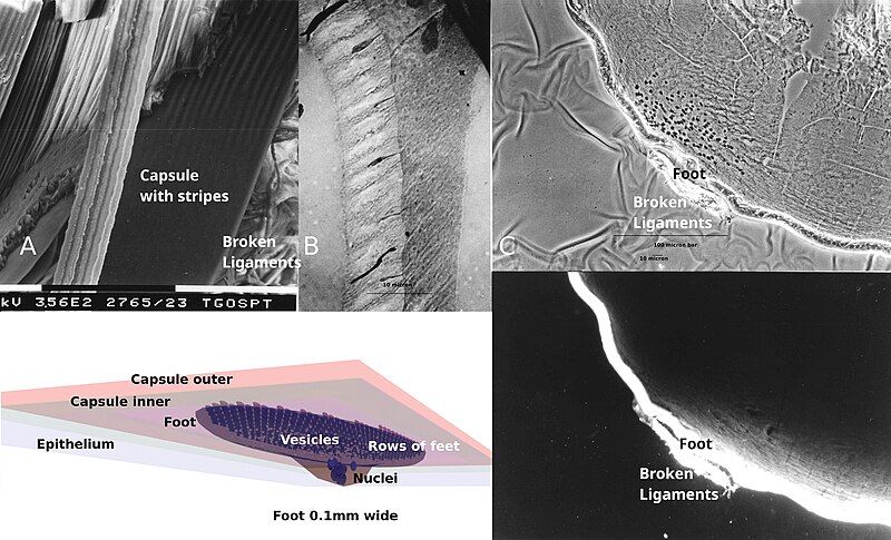 File:Figure1-micropublish4.jpg