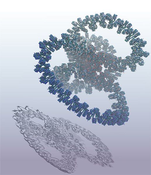 File:GATA4-structure.jpg