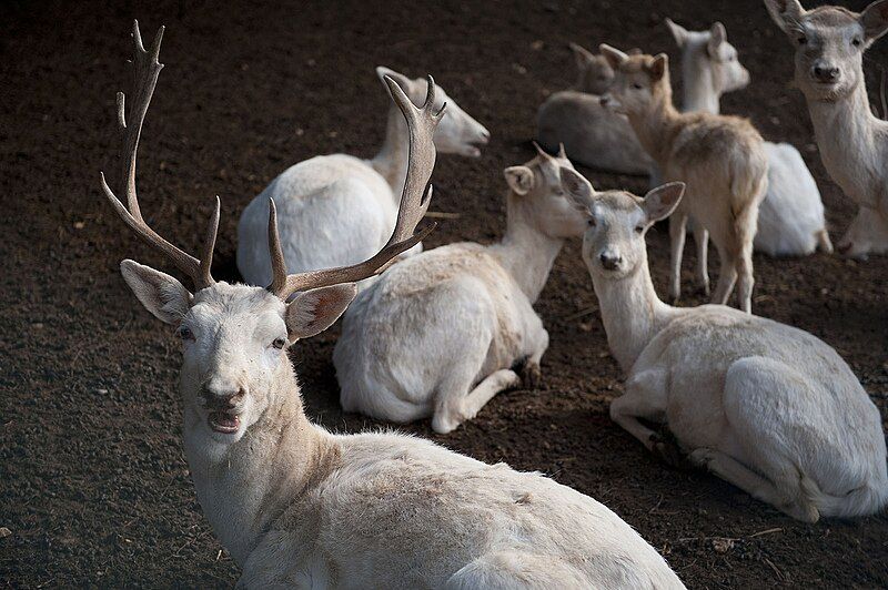 File:Gaziantep Zoo 2207.jpg