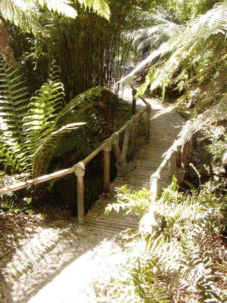 File:Glendurgan Bamboo.jpg