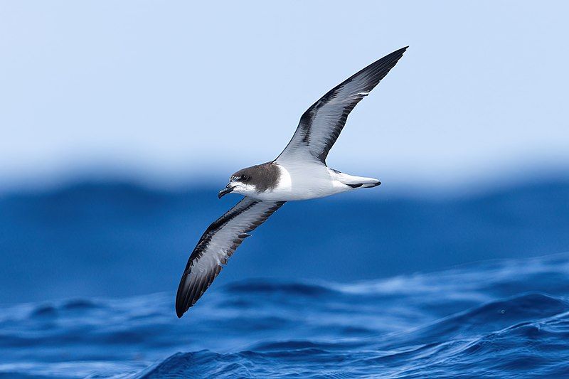 File:Gould's Petrel 0A2A1313.jpg