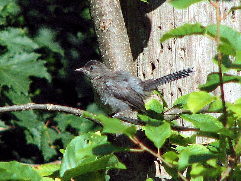 File:Gray Catbird, juvenile.jpg