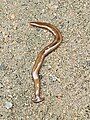 Hammerhead worm found in Bihar, India