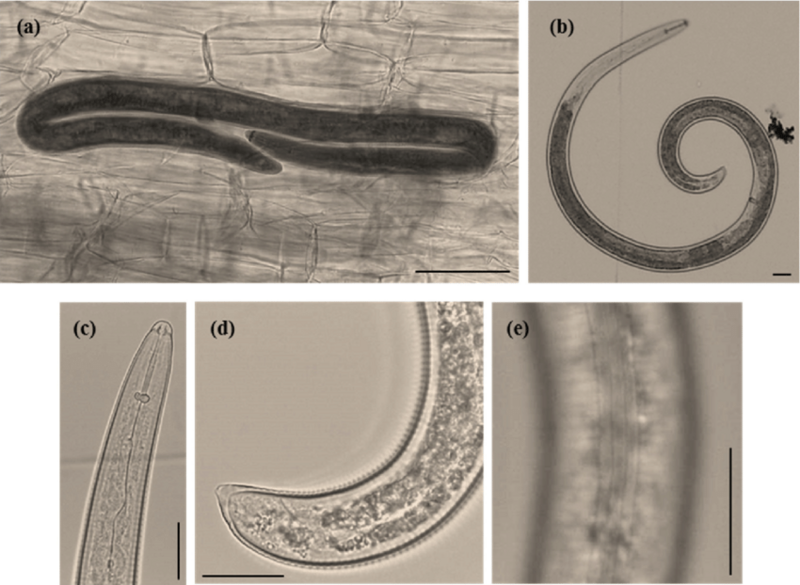 File:Helicotylenchus-dihystera-females-light-microscope-photographs-a-Infected-Ficus.png