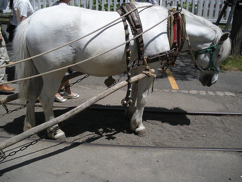 File:Hokkaido Pony.jpg