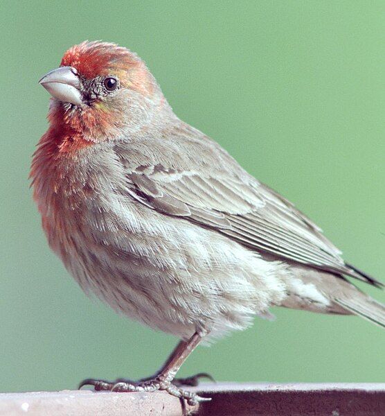 File:House-finch-male.jpeg