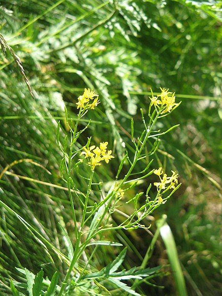 File:Hugueninia tanacetifolia003.jpg