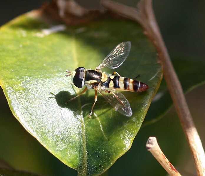 File:Ischiodon aegyptius.jpg