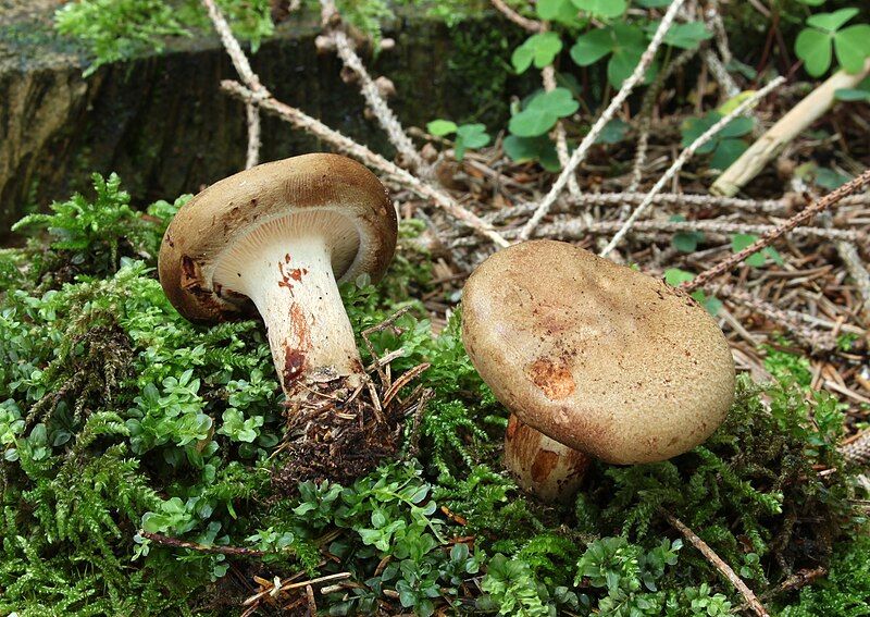 File:Kahler-Krempling-Paxillus-involutus.jpg