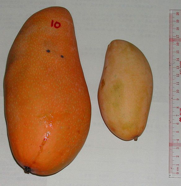 File:Large mango.jpg