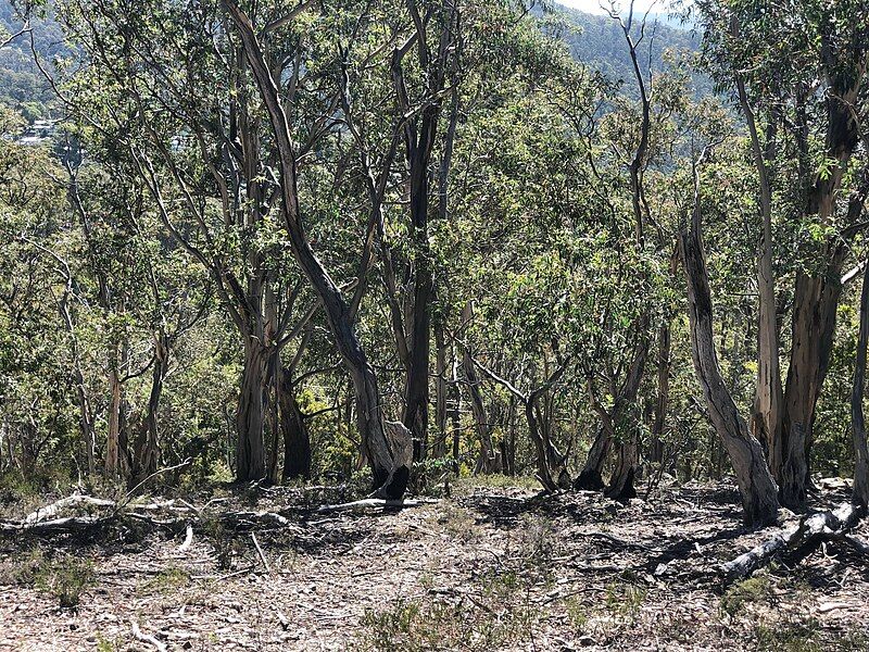 File:Leptomeria drupacea Habitat.jpg