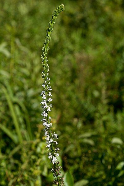 File:Lobelia spicata 2.jpg