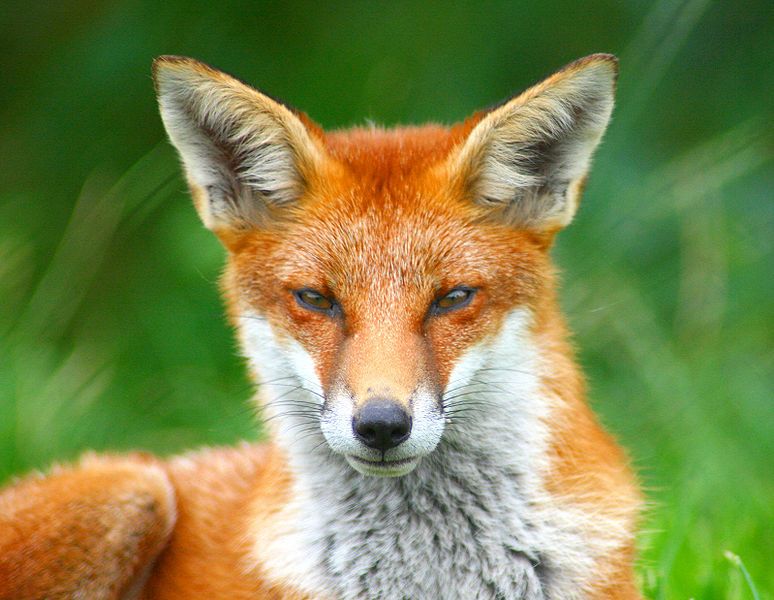 File:Looking Foxy.jpg