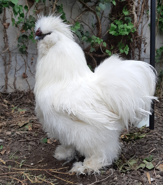 File:Male Silkie.png