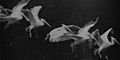 Image 16Flying pelican captured by Marey around 1882. He created a method of recording several phases of movement superimposed into one photograph (from History of film technology)