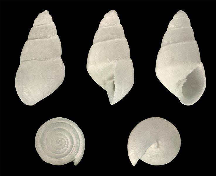 File:Marginodostomia suturamarginata 01.jpg