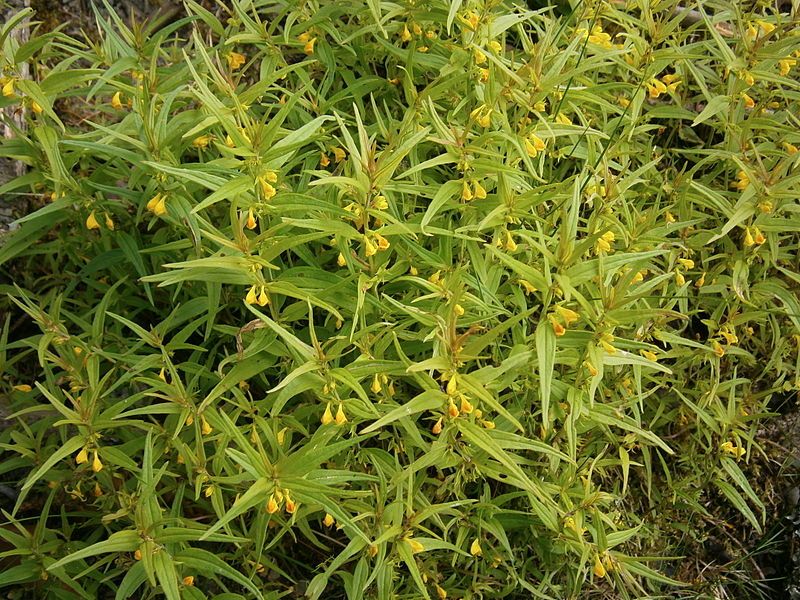 File:Melampyrum sylvaticum01.jpg