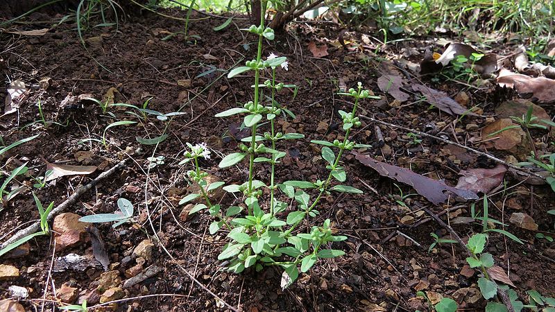 File:Mentha satureioides (13797658523).jpg