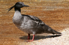 Brazilian merganser